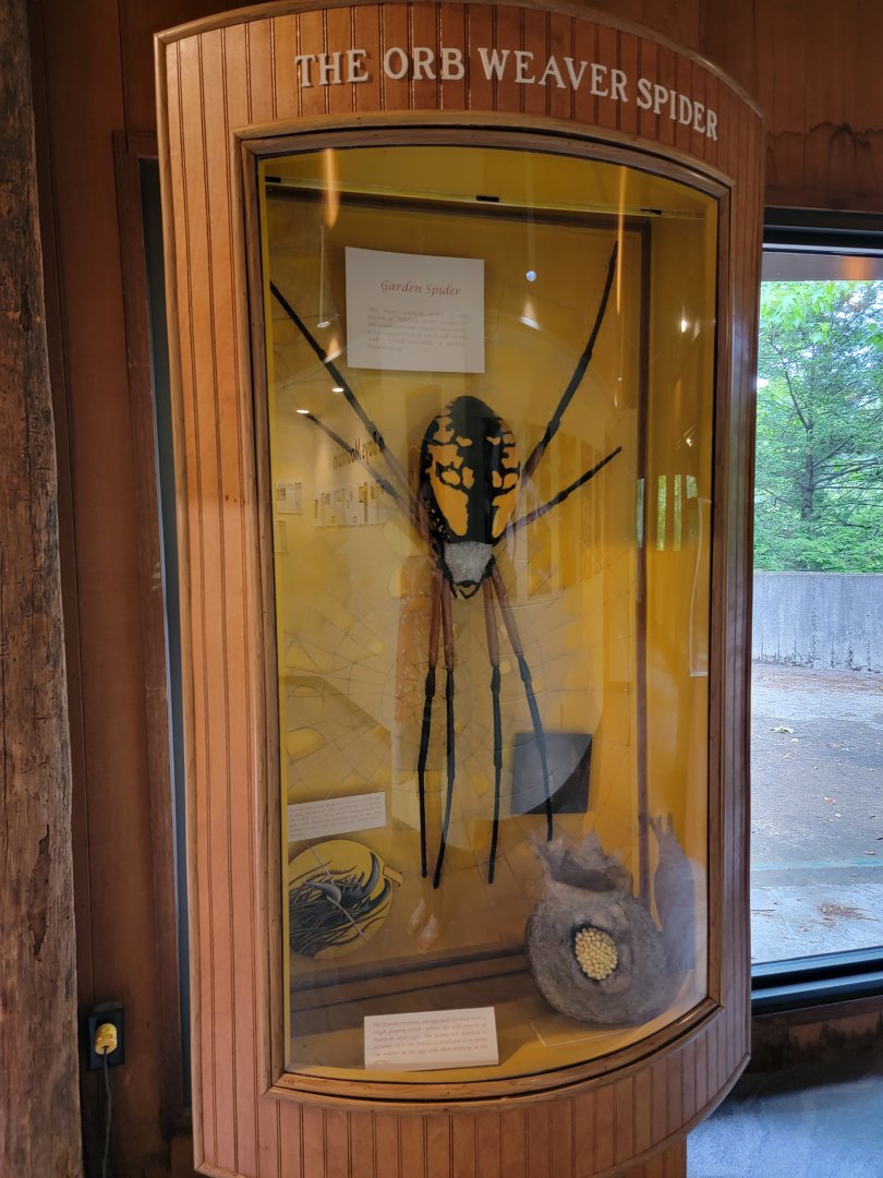 Bays Mountain - 7ft ? orb weaver spider