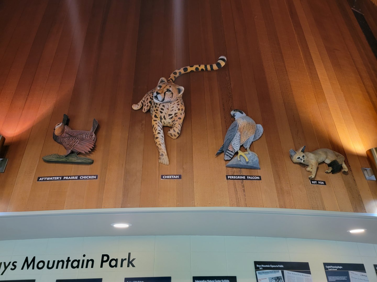 Bays Mountain - A cheetah :)