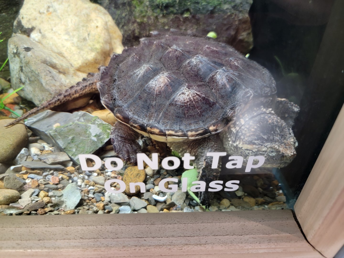 Bays Mountain - Alligator snapping turtle