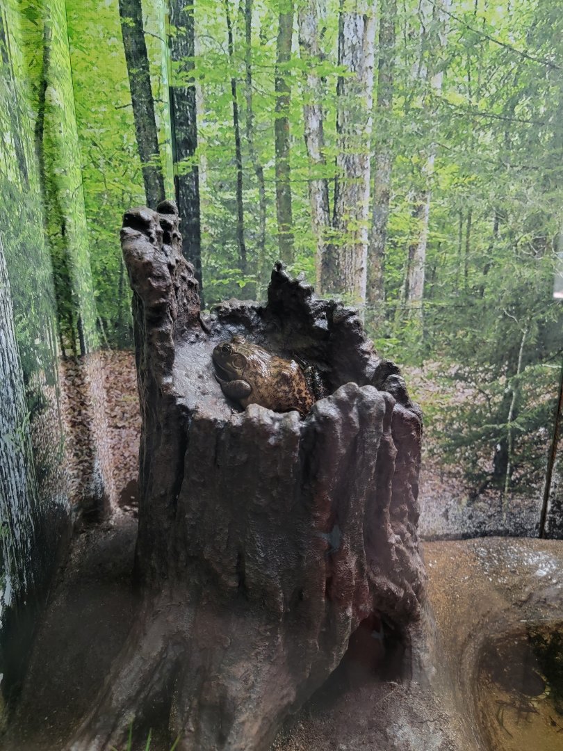 Bays Mountain - American bullfrog