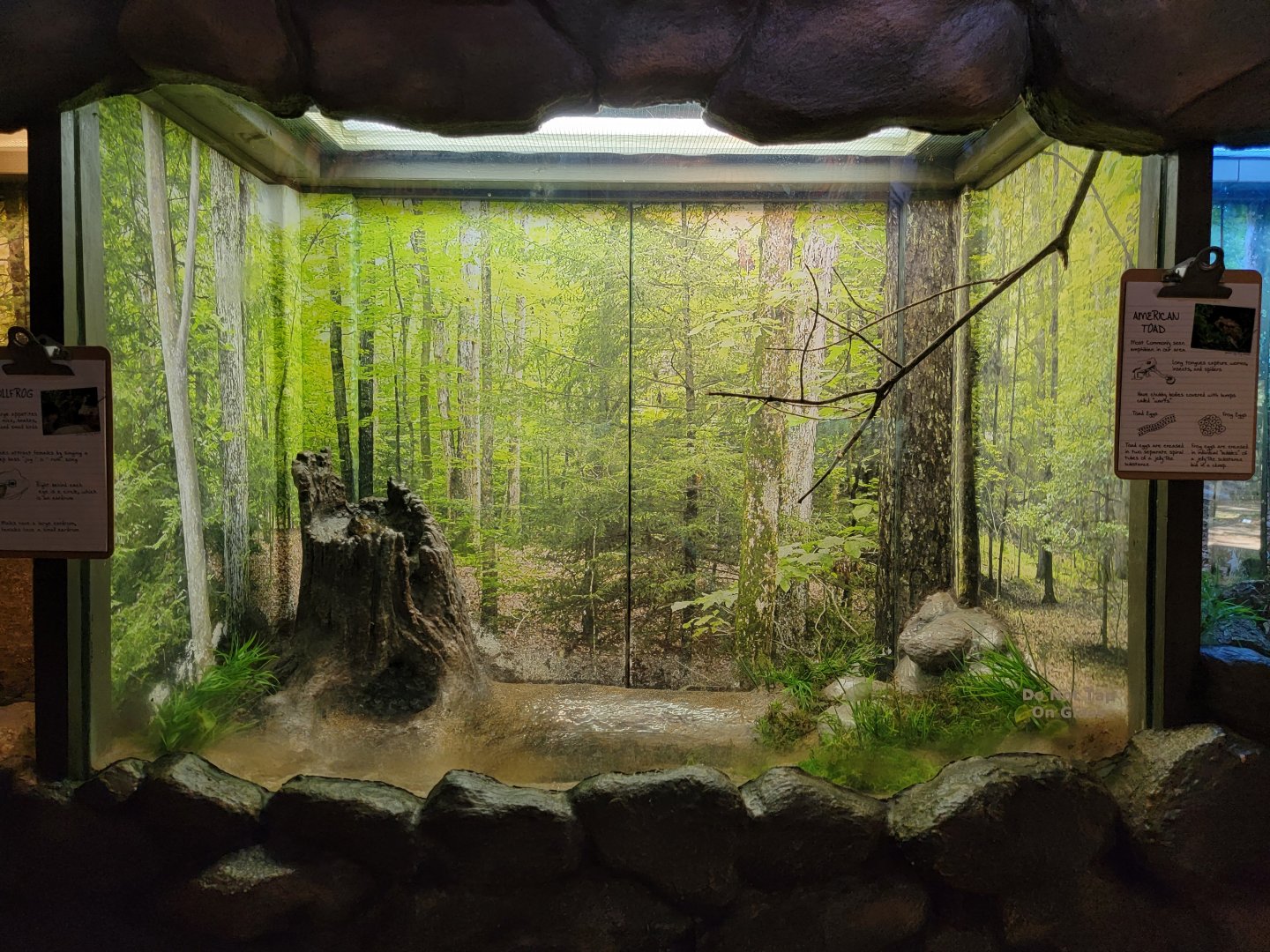 Bays Mountain - American bullfrog