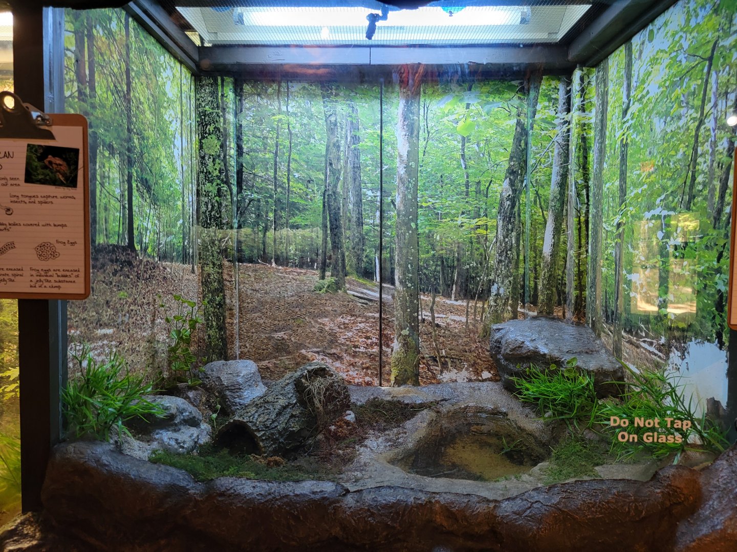 Bays Mountain - American toad