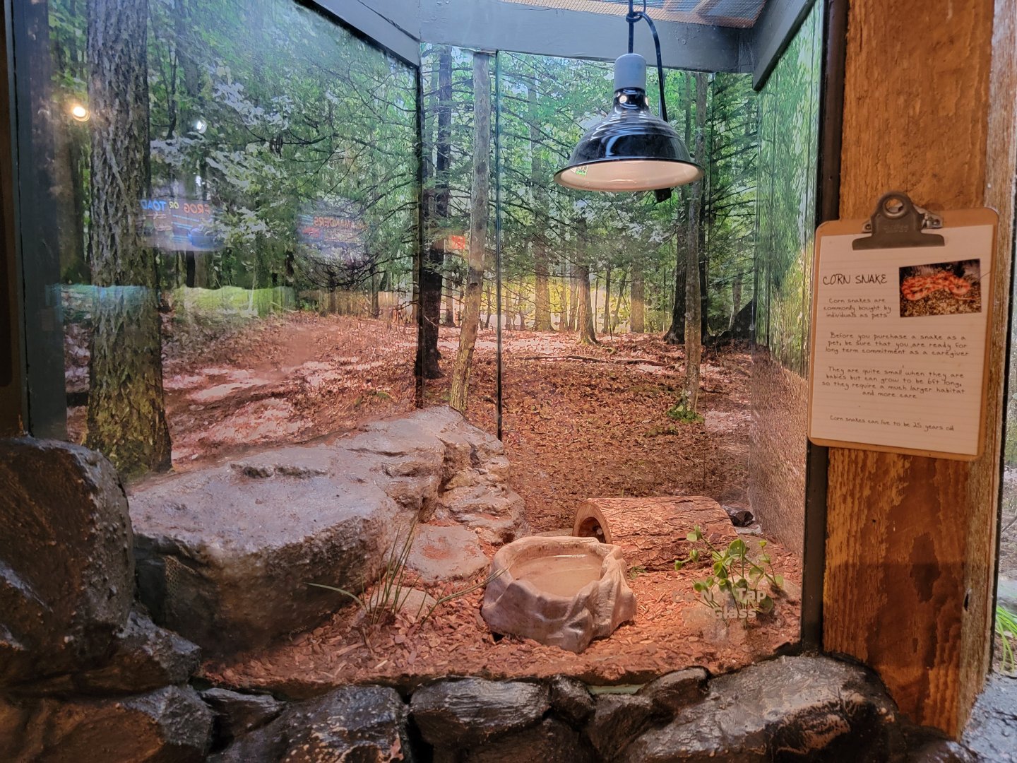 Bays Mountain - Another corn snake exhibit, 4 in total