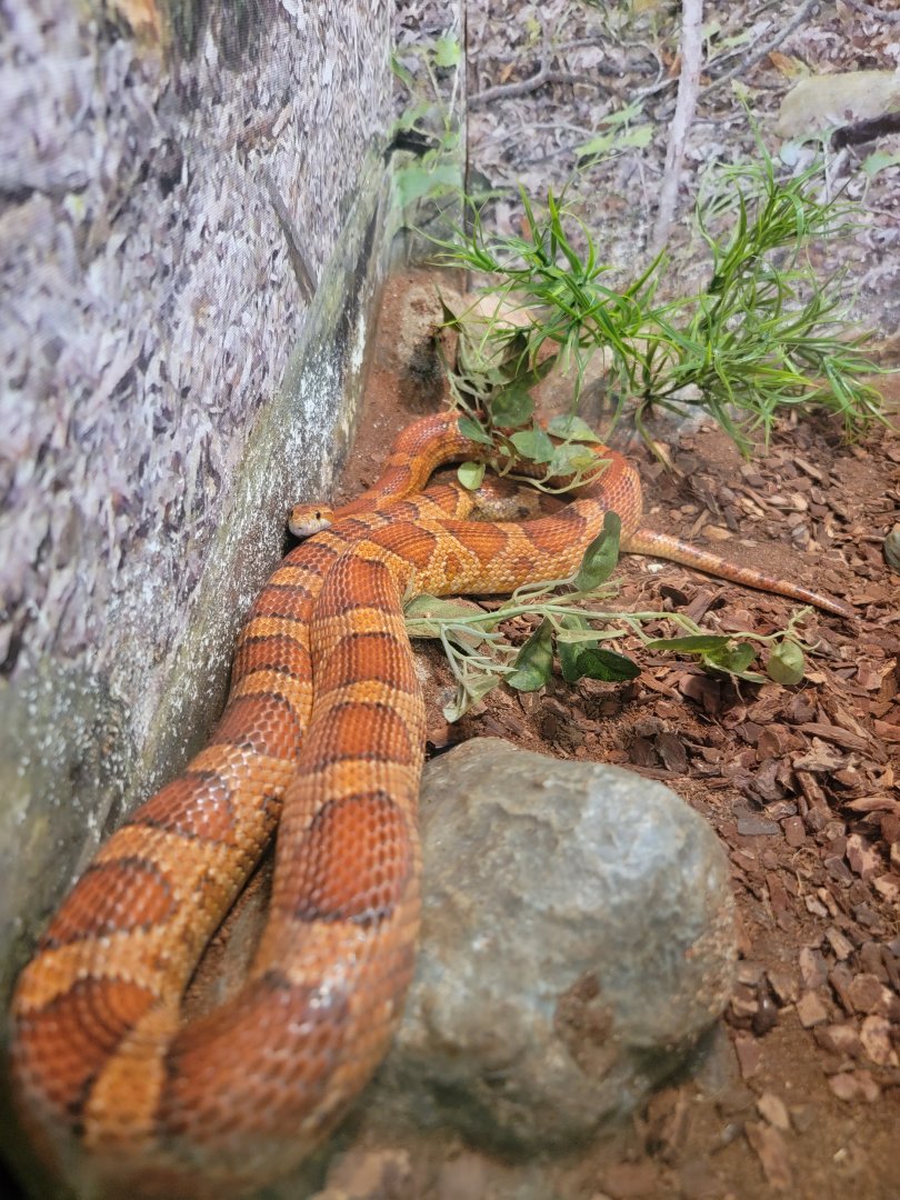 Bays Mountain - Another corn snake