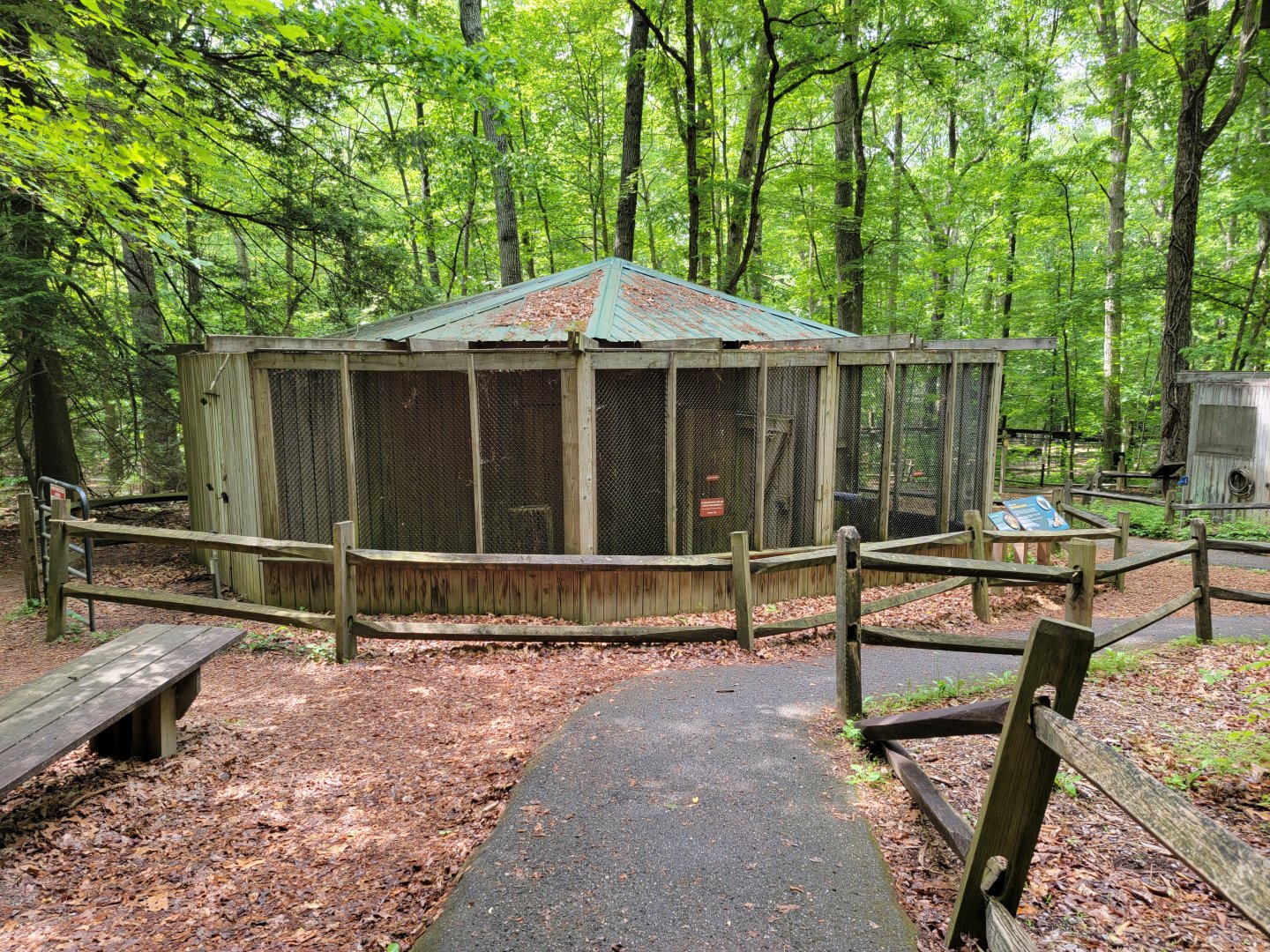 Bays Mountain - Another red-tailed hawk