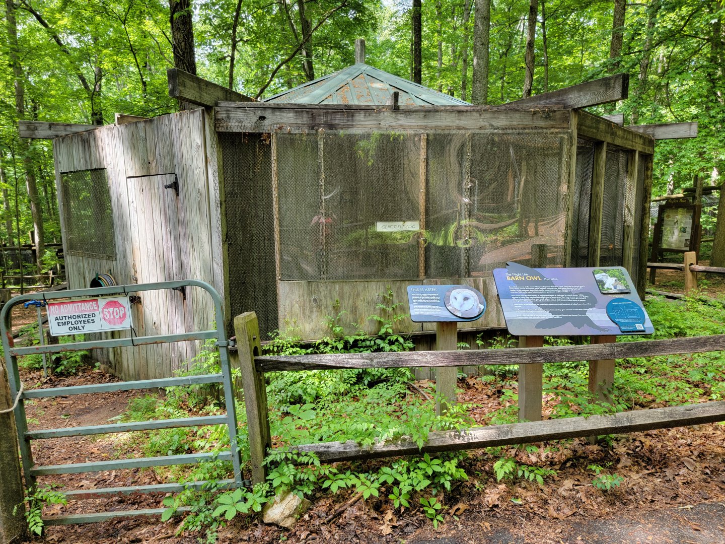 Bays Mountain - Barn owl