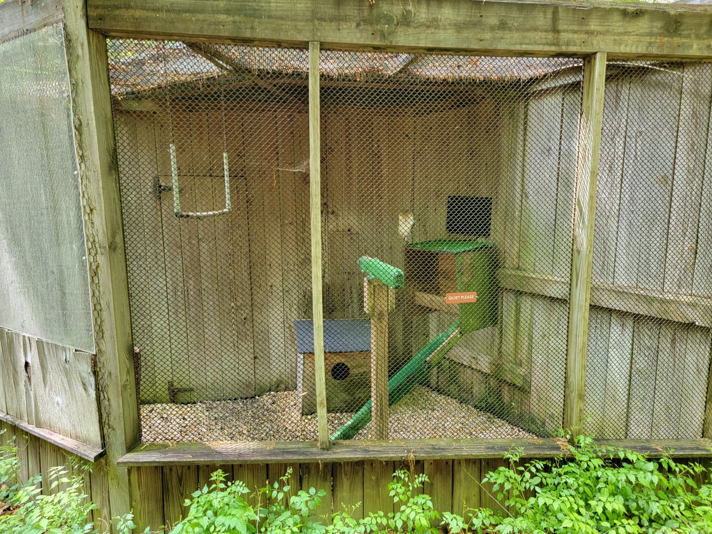 Bays Mountain - Barn owl
