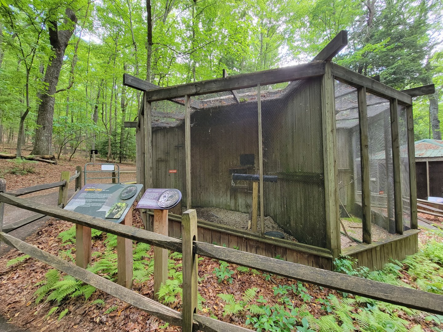 Bays Mountain - Barred owl
