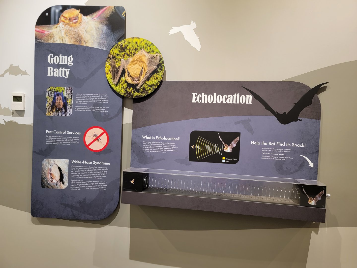 Bays Mountain - Bat info