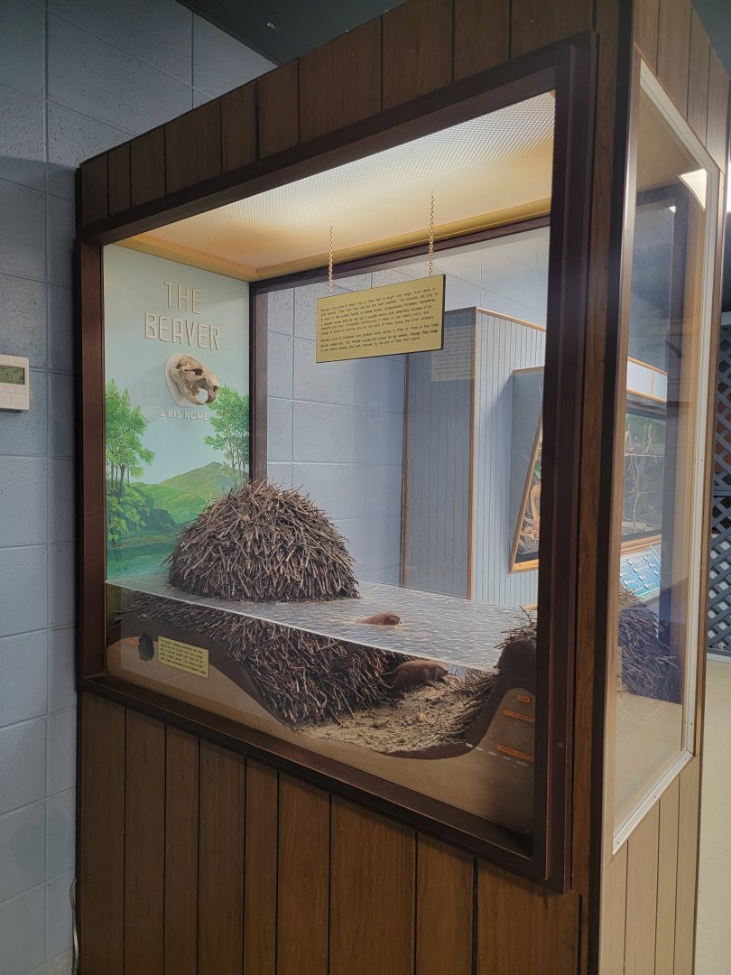 Bays Mountain - Beaver dam explanation