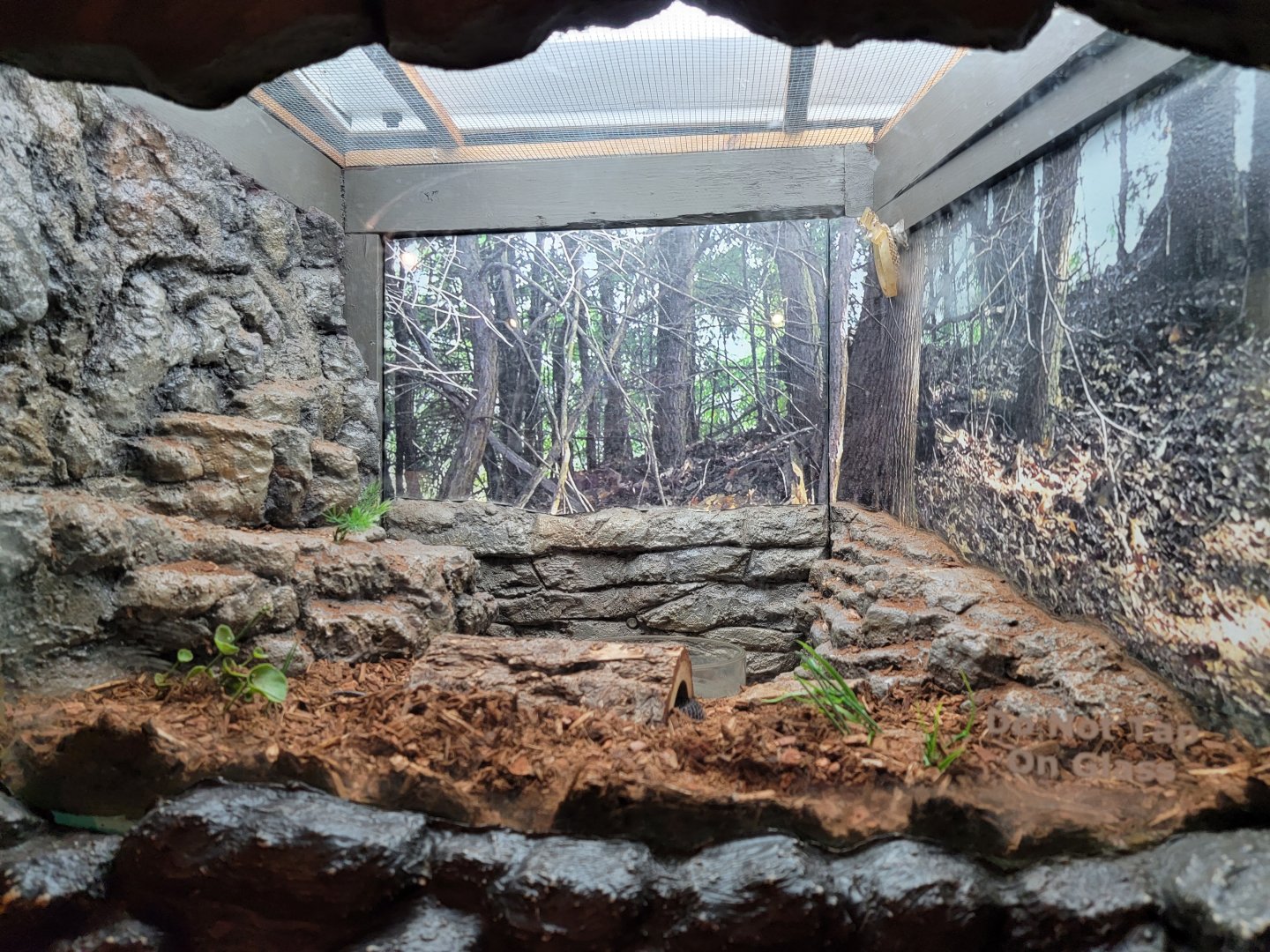 Bays Mountain - Black kingsnake