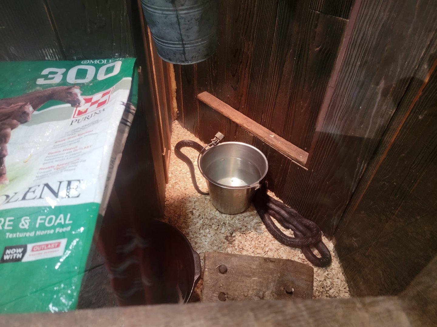 Bays Mountain - Black rat snakes