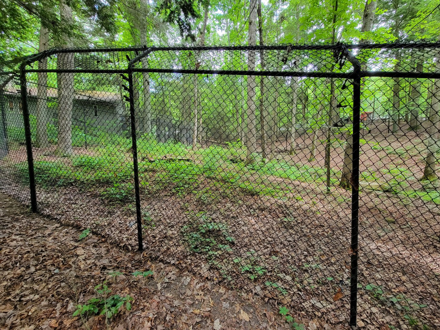 Bays Mountain - Bobcat yard left corner