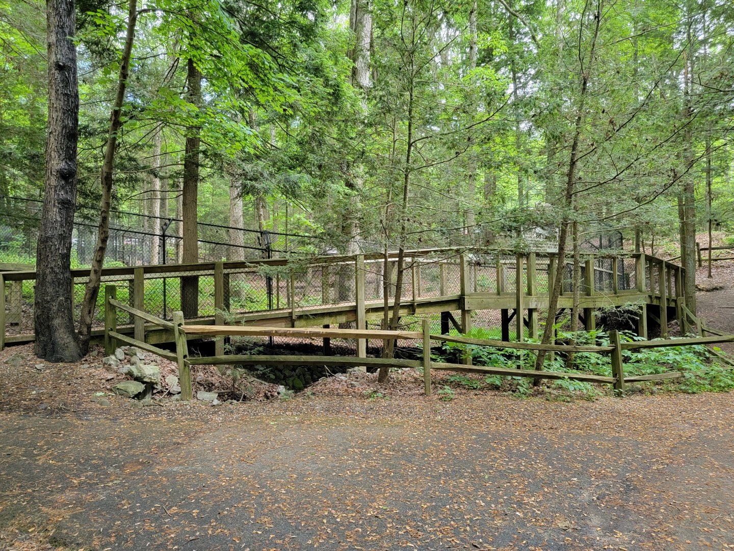 Bays Mountain - Bobcat yard viewing