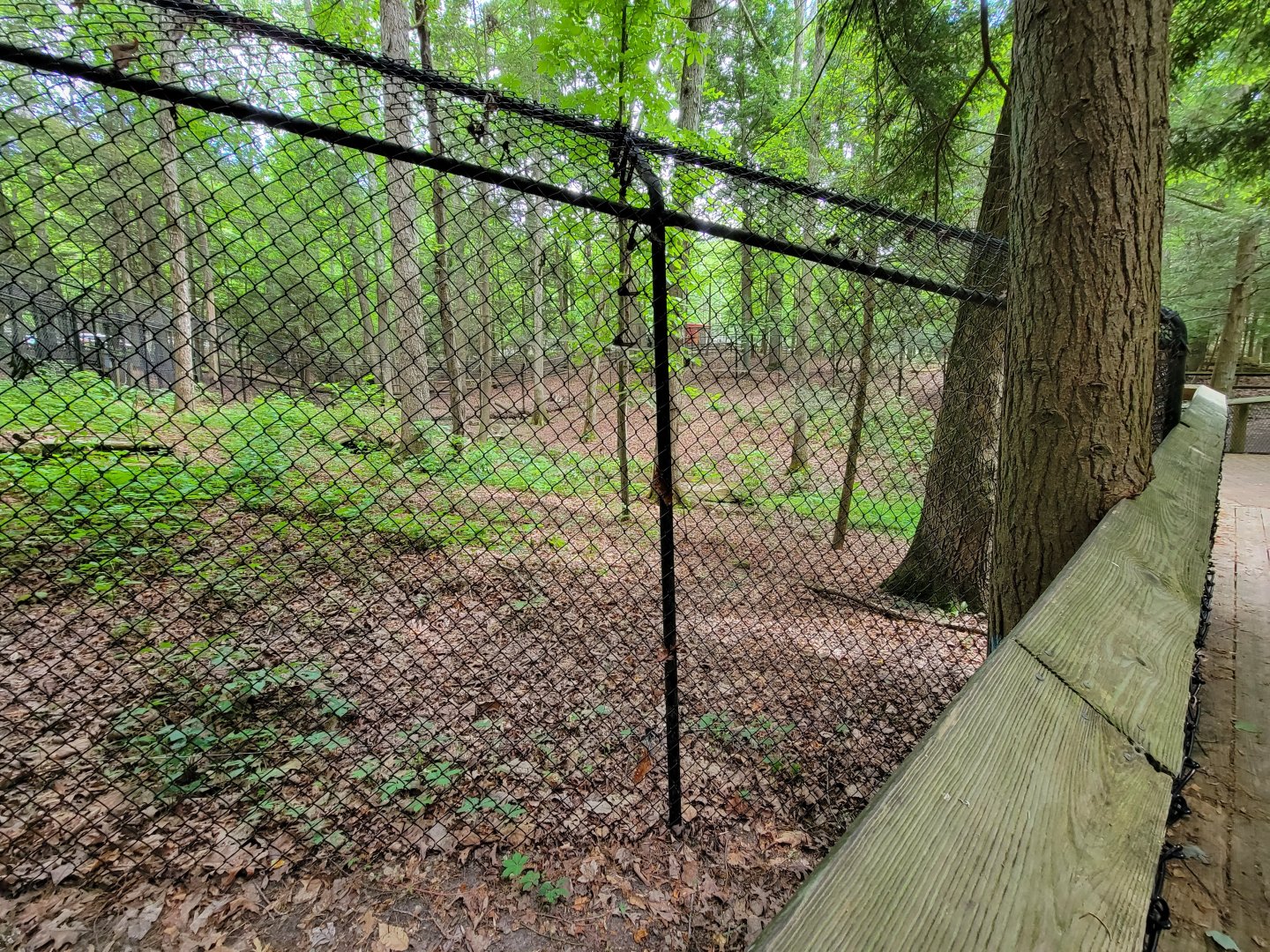 Bays Mountain - Bobcat yard