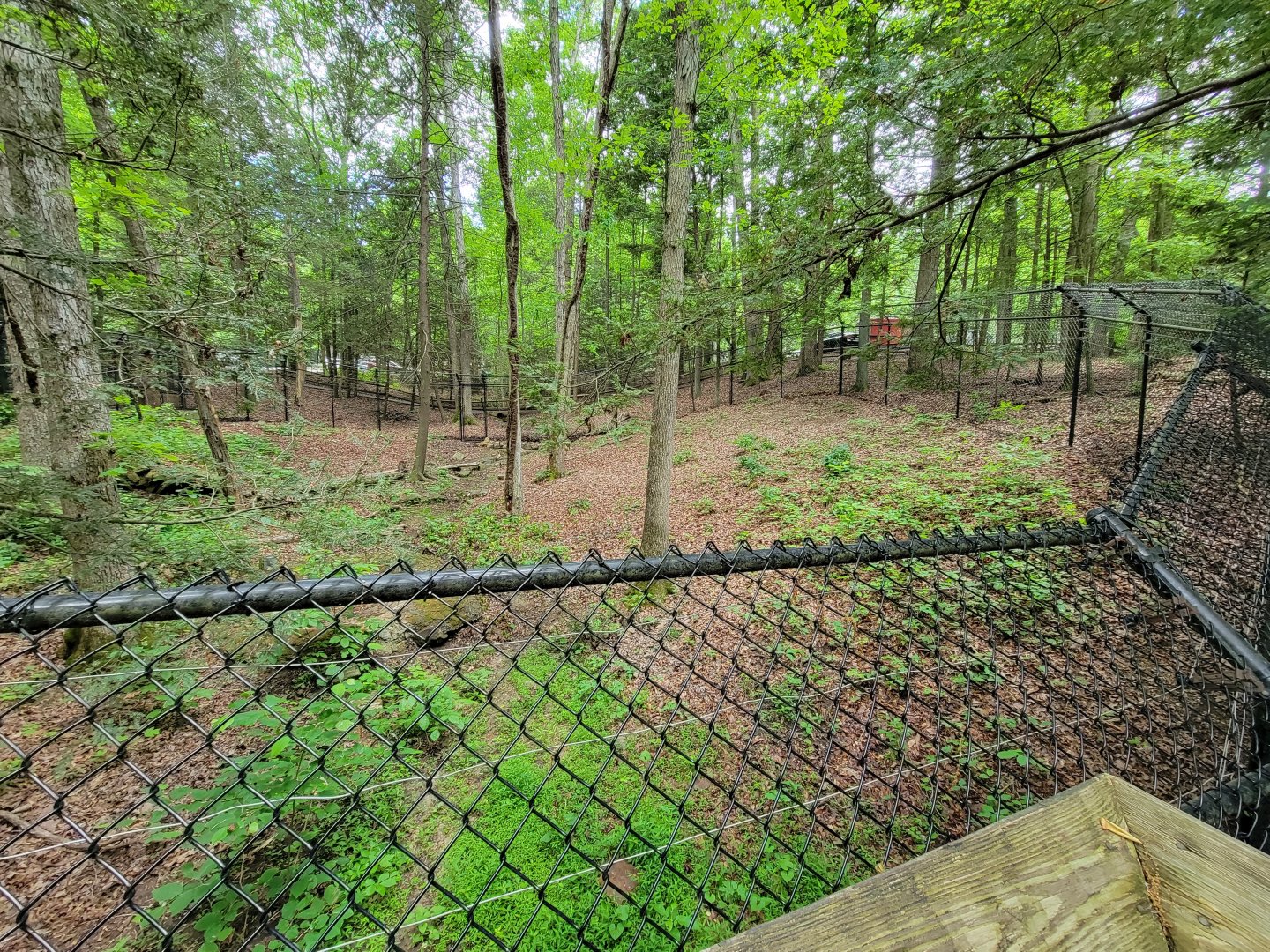 Bays Mountain - Bobcat yard