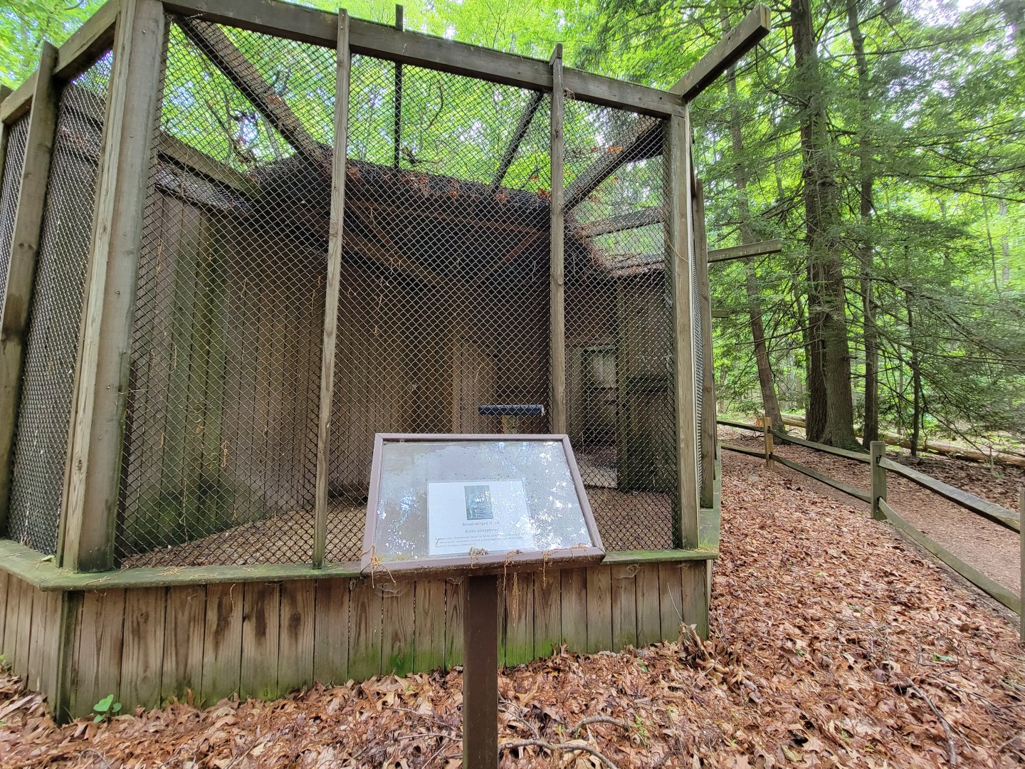 Bays Mountain - Broad-winged hawk