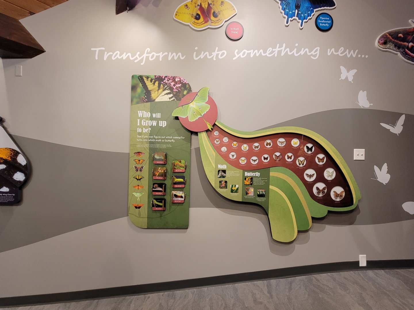 Bays Mountain - Butterflies and caterpillars