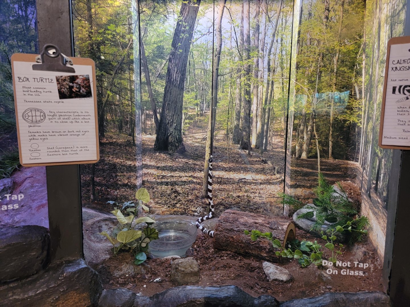 Bays Mountain - California kingsnake being a tree