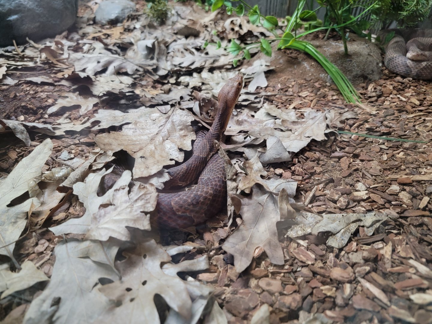 Bays Mountain - Copperhead