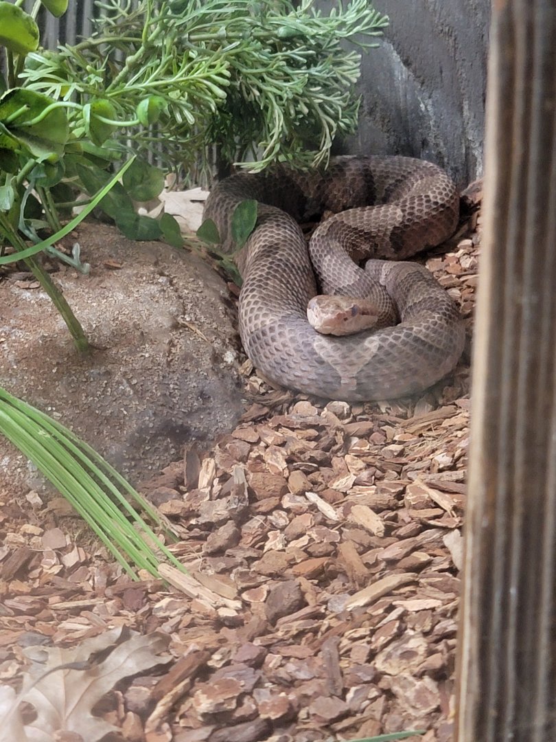 Bays Mountain - Copperhead