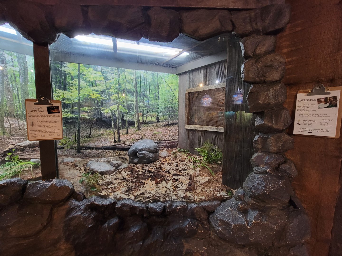 Bays Mountain - Copperheads