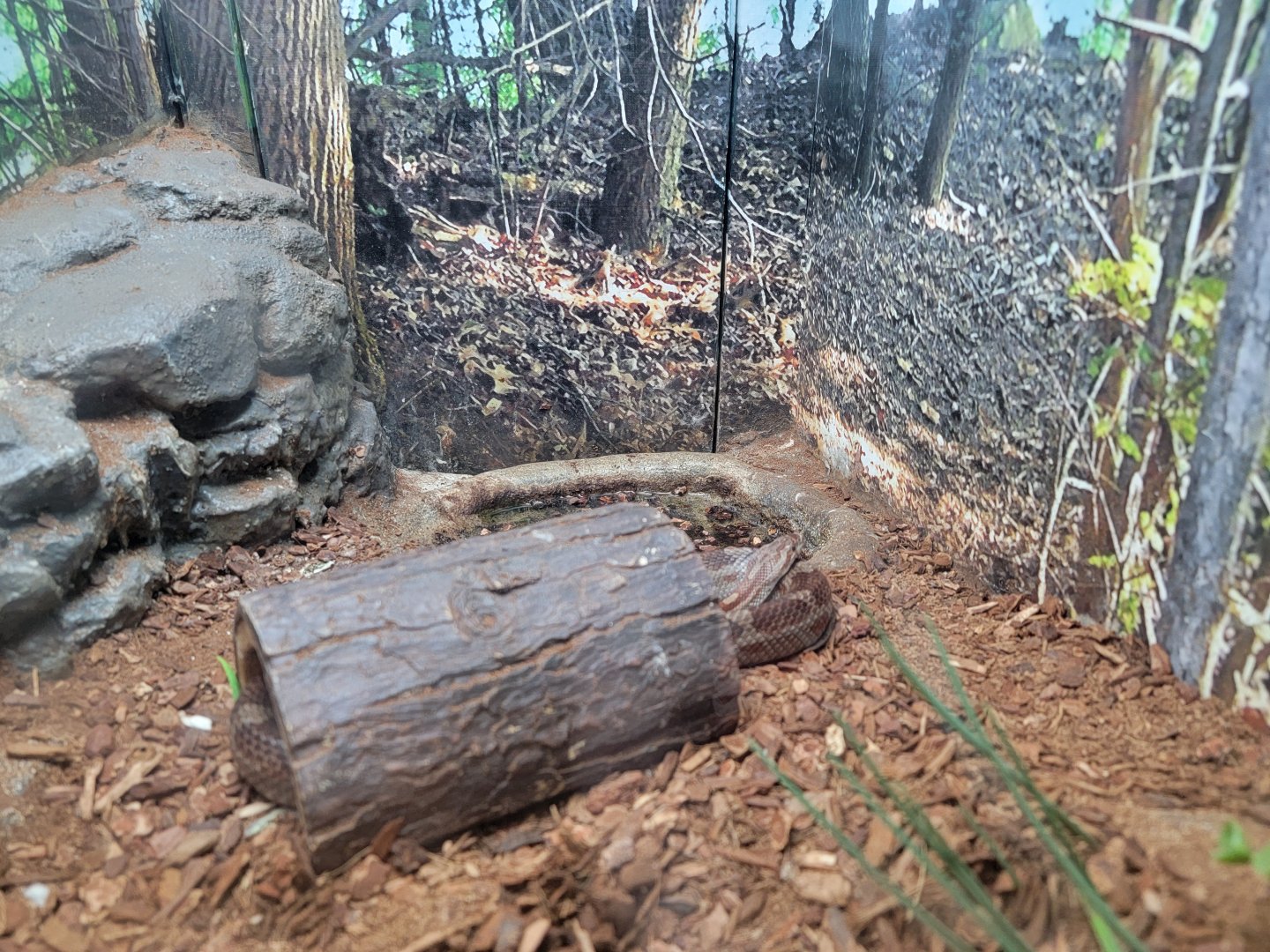 Bays Mountain - Corn snake