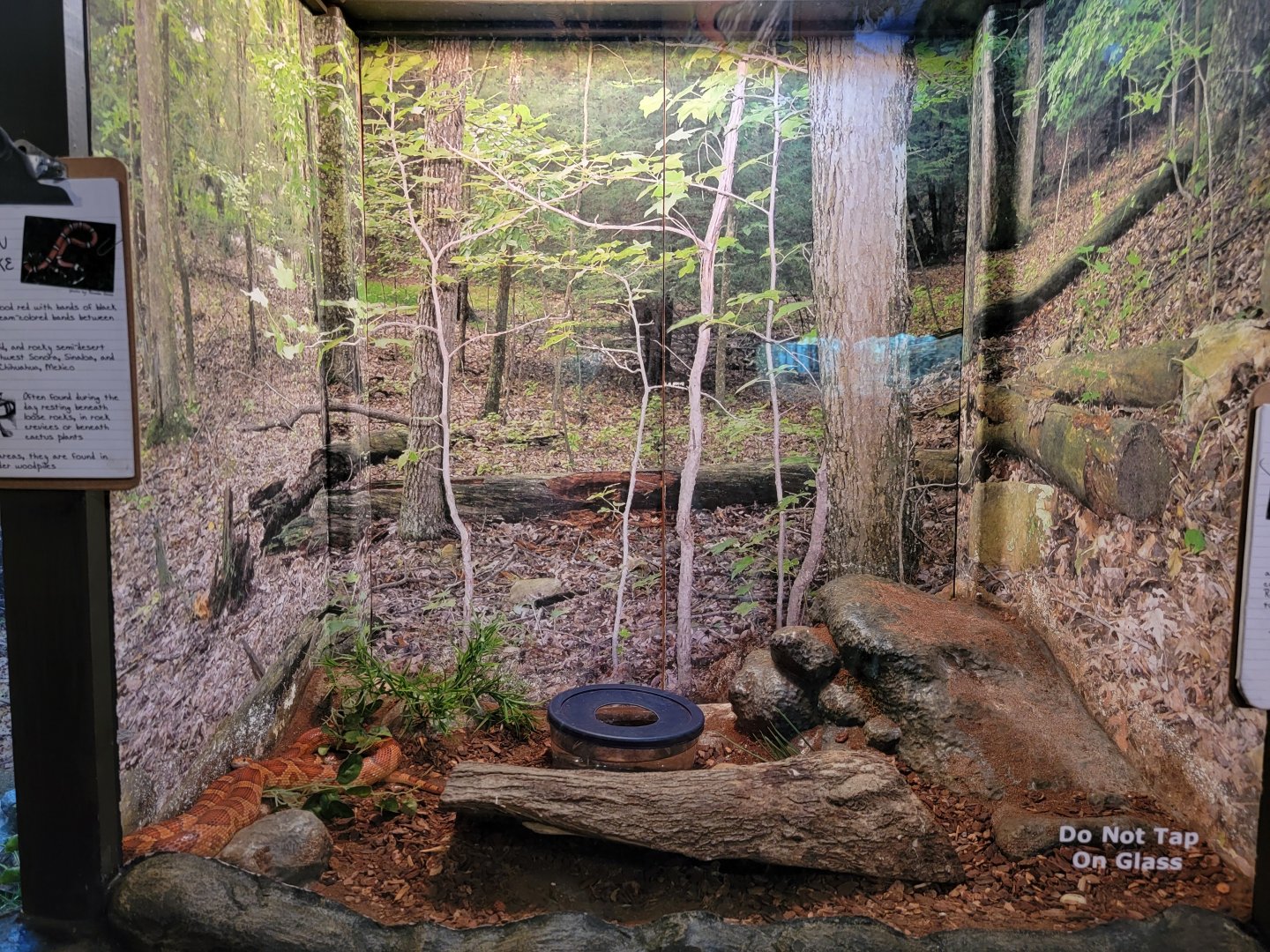 Bays Mountain - Corn snake