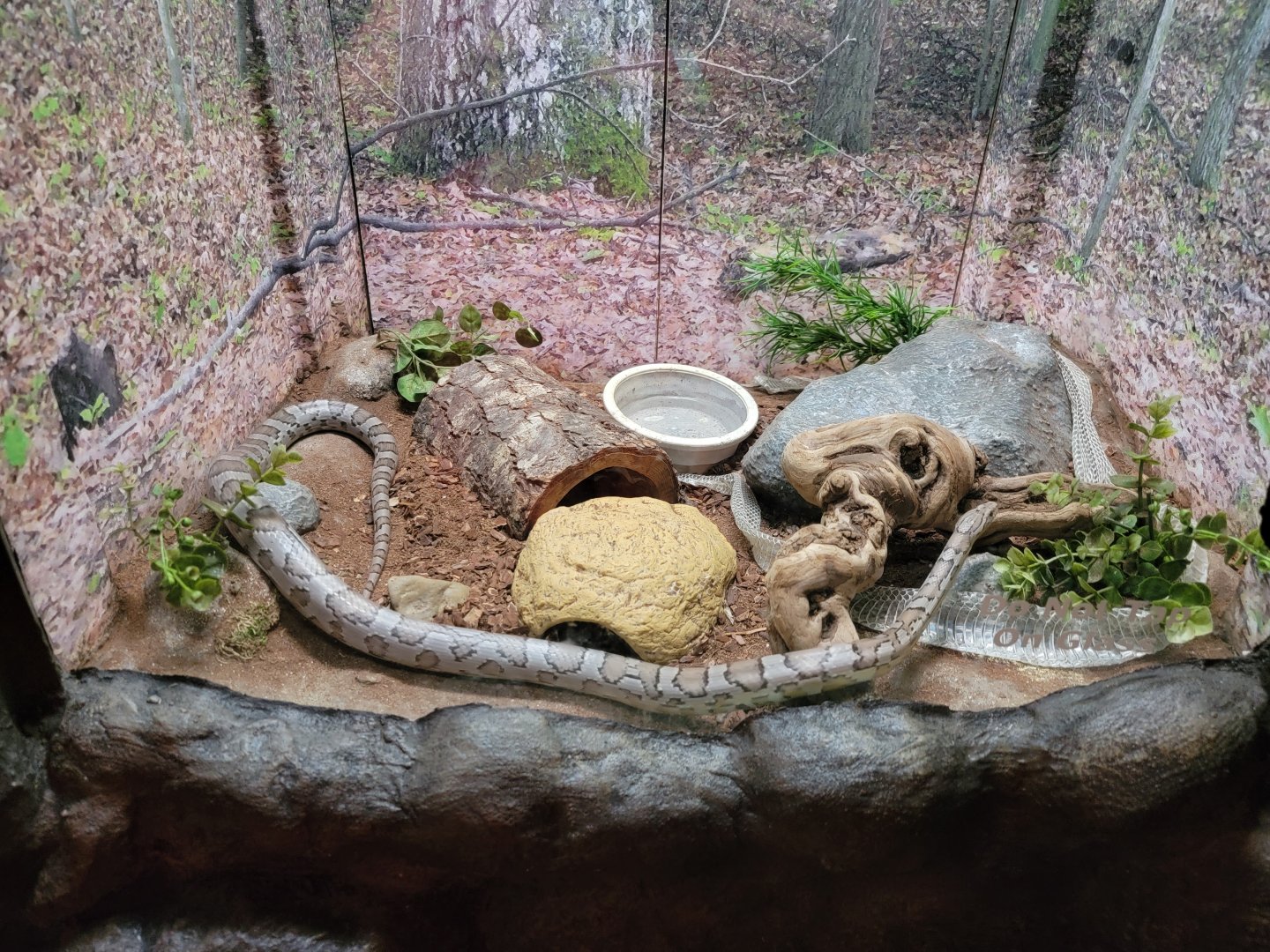 Bays Mountain - Corn snake