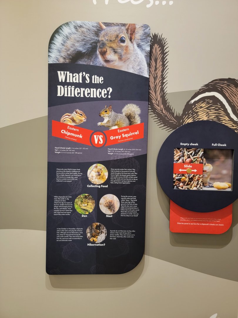 Bays Mountain - Difference between squirrels and chipmunks