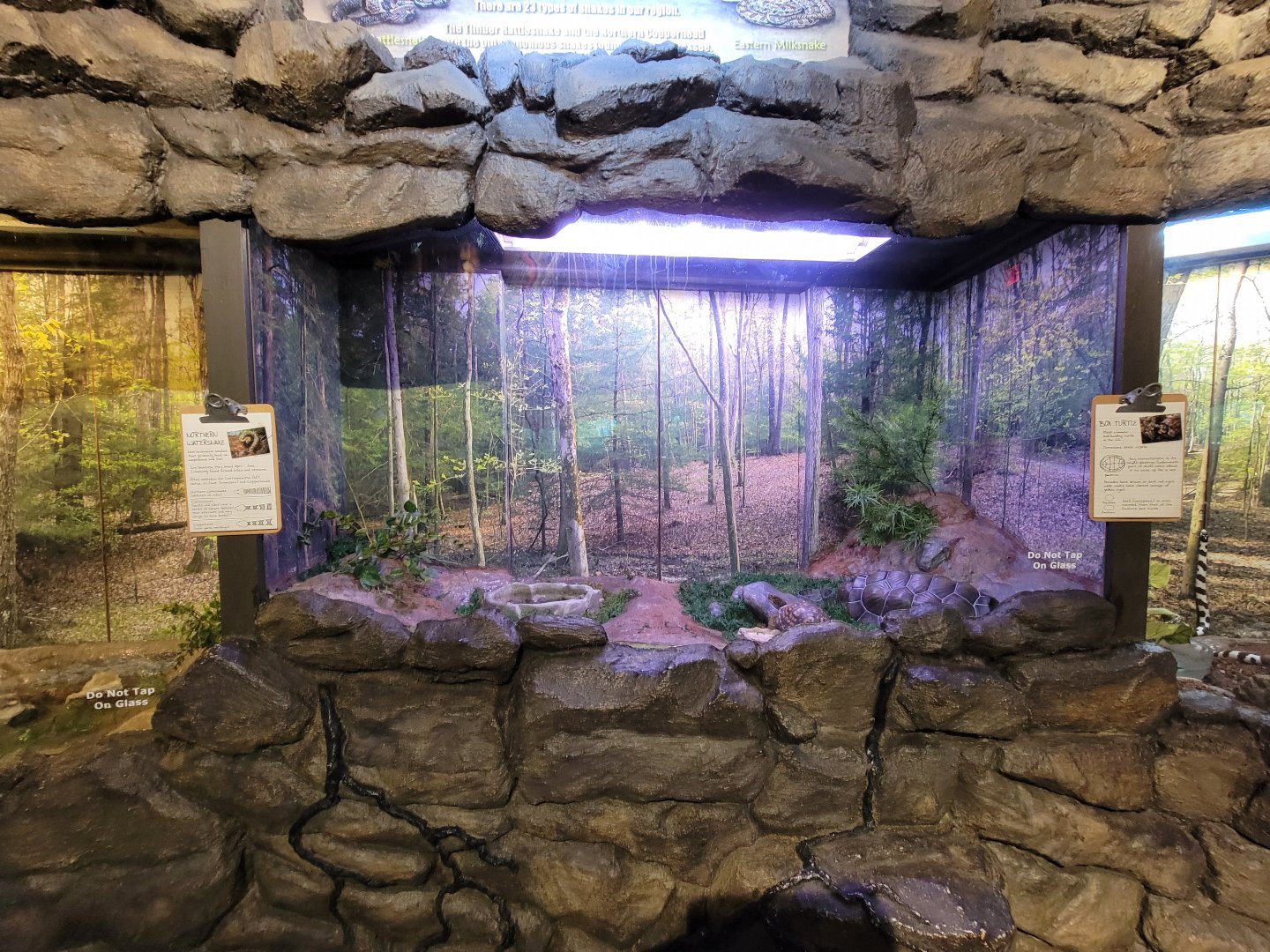 Bays Mountain - Eastern box turtles