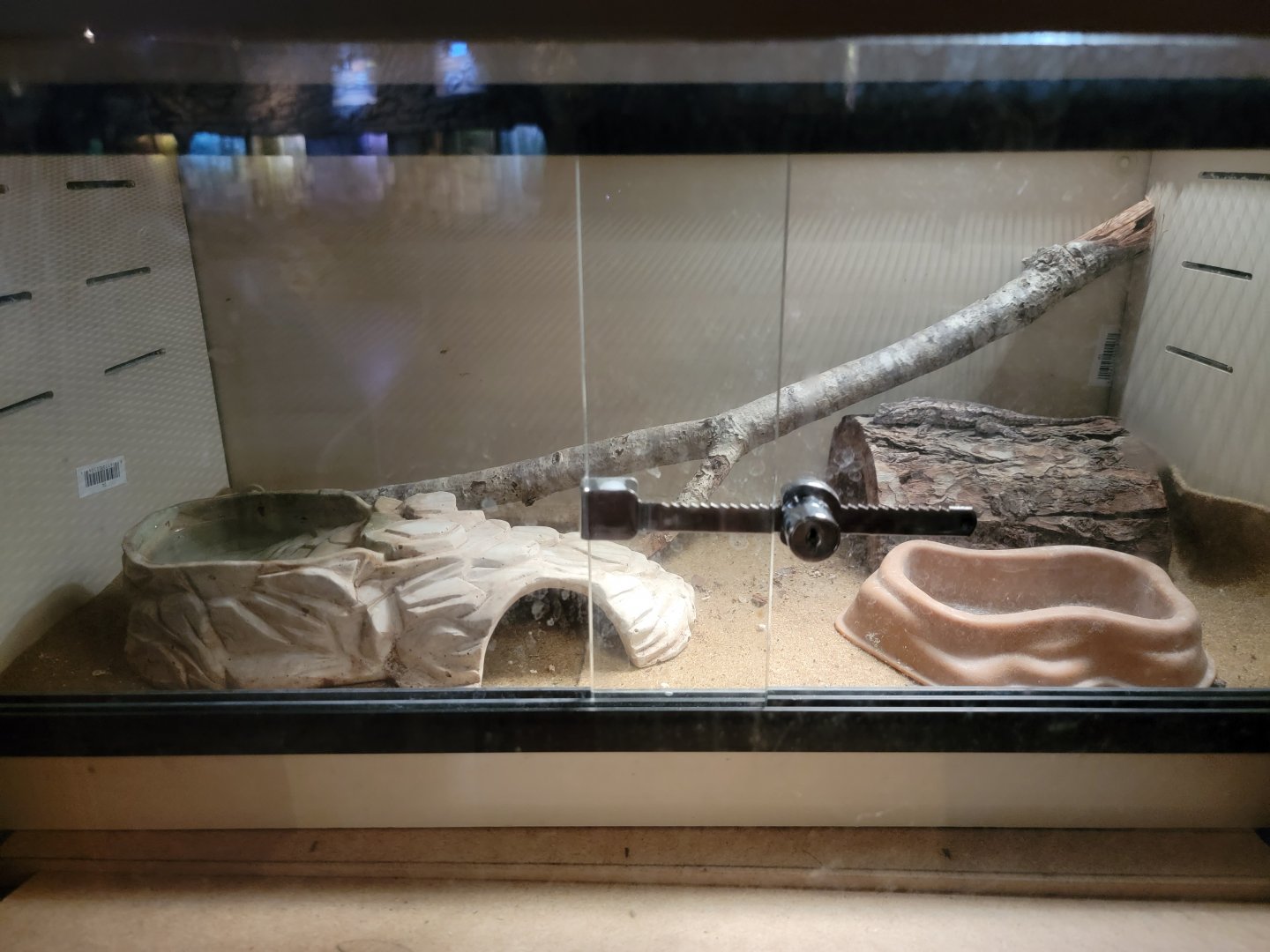 Bays Mountain - Eastern fence lizard