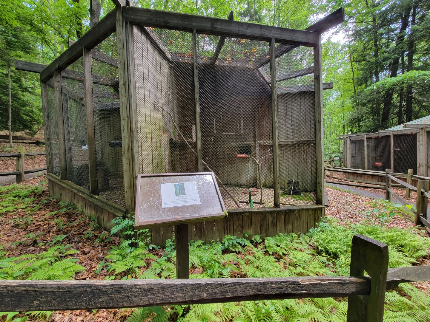 Bays Mountain - Eastern screech owl