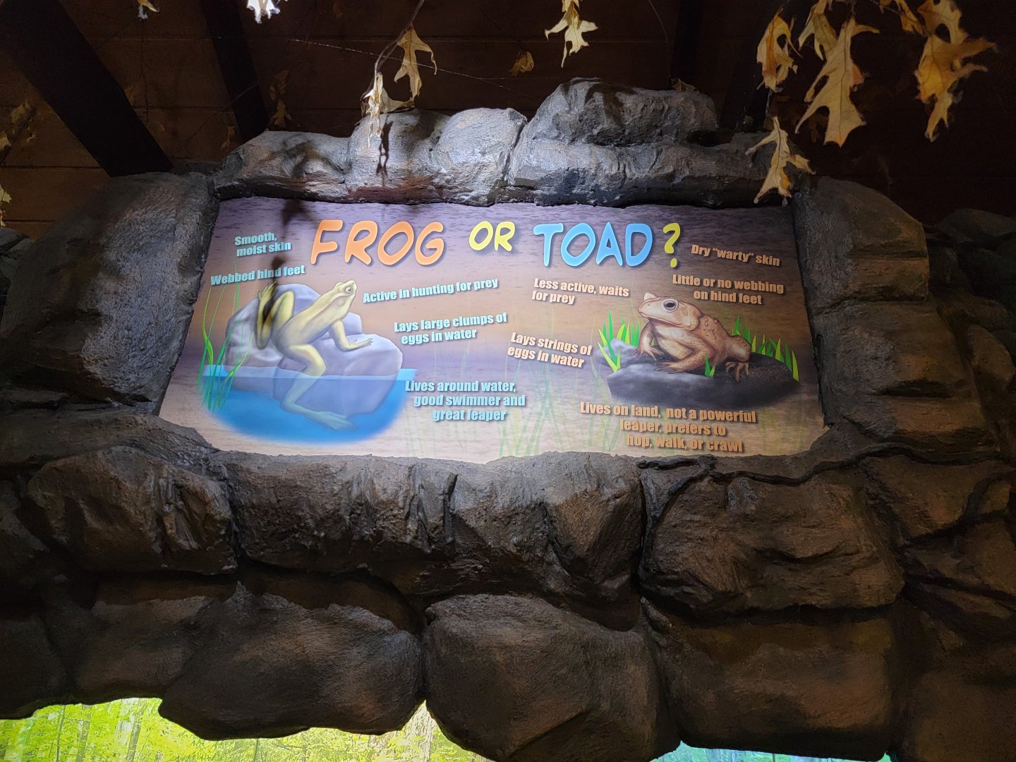 Bays Mountain - Frogs & toads