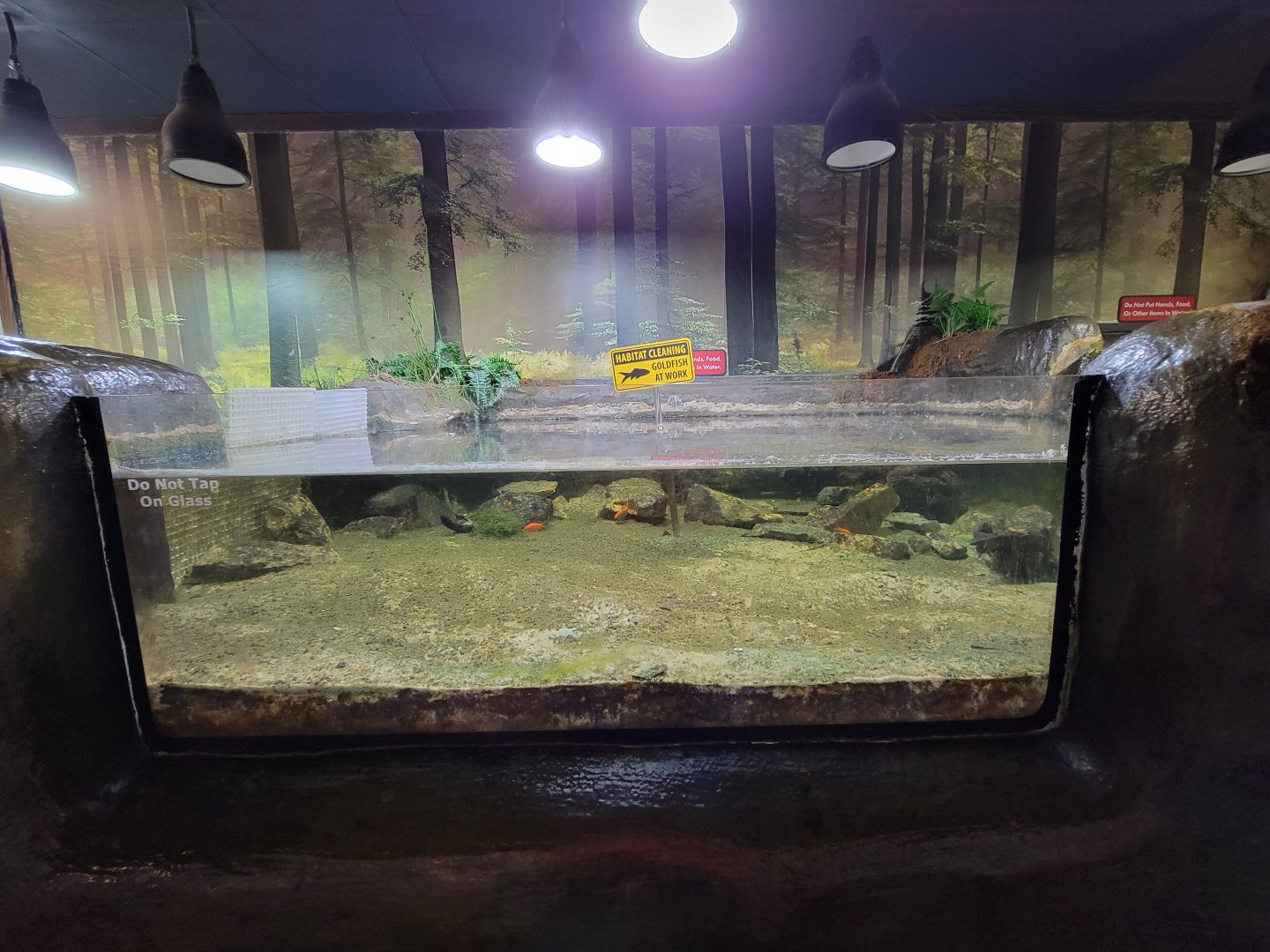 Bays Mountain - Goldfish