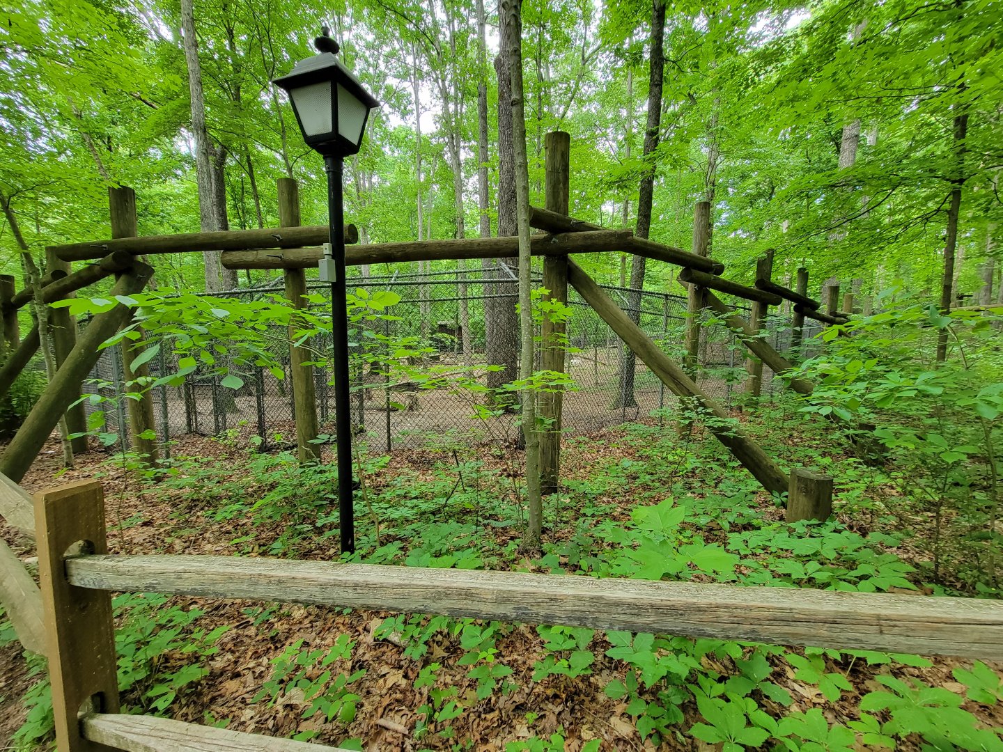 Bays Mountain - Gray wolves