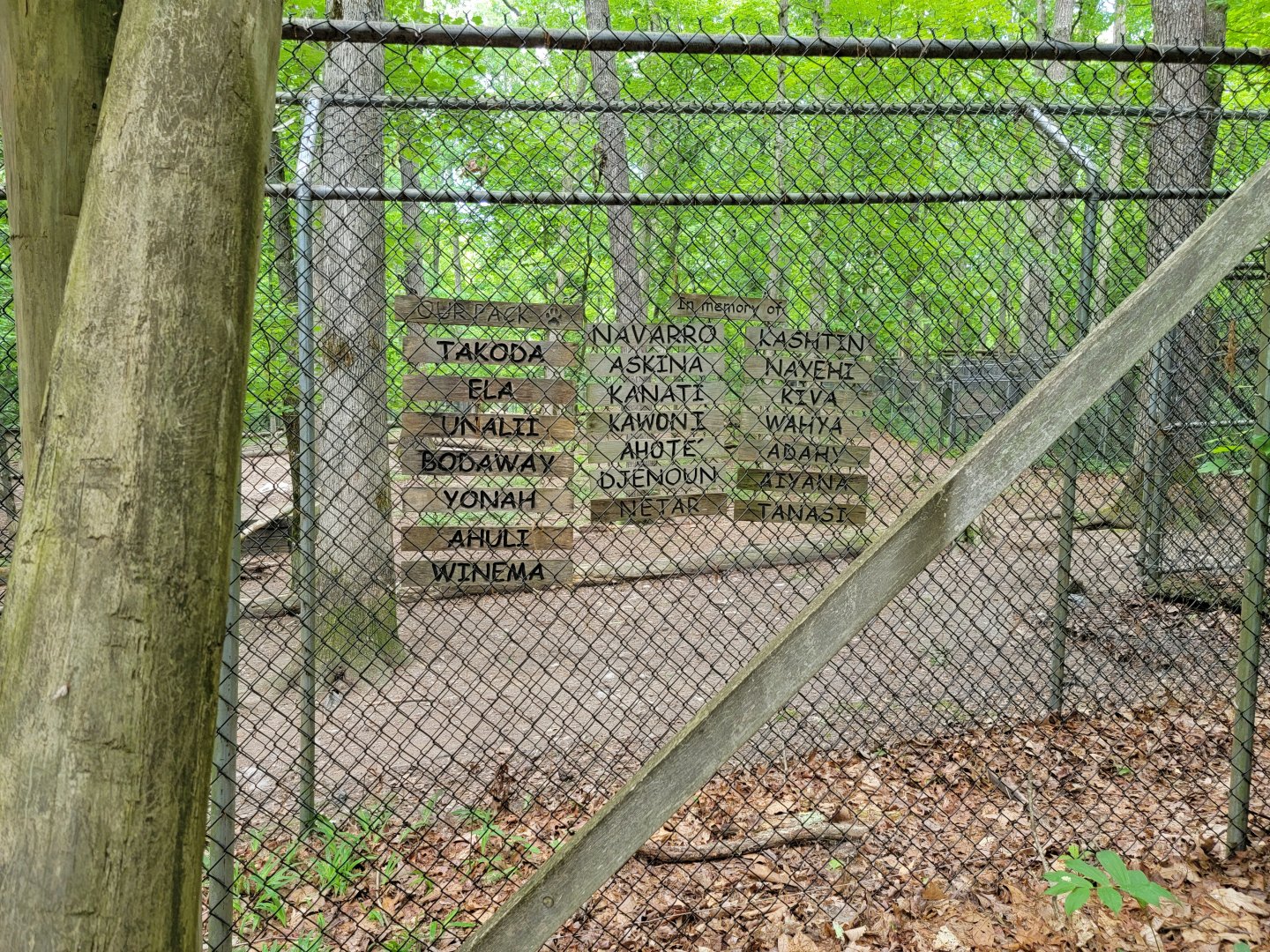 Bays Mountain - Gray wolves