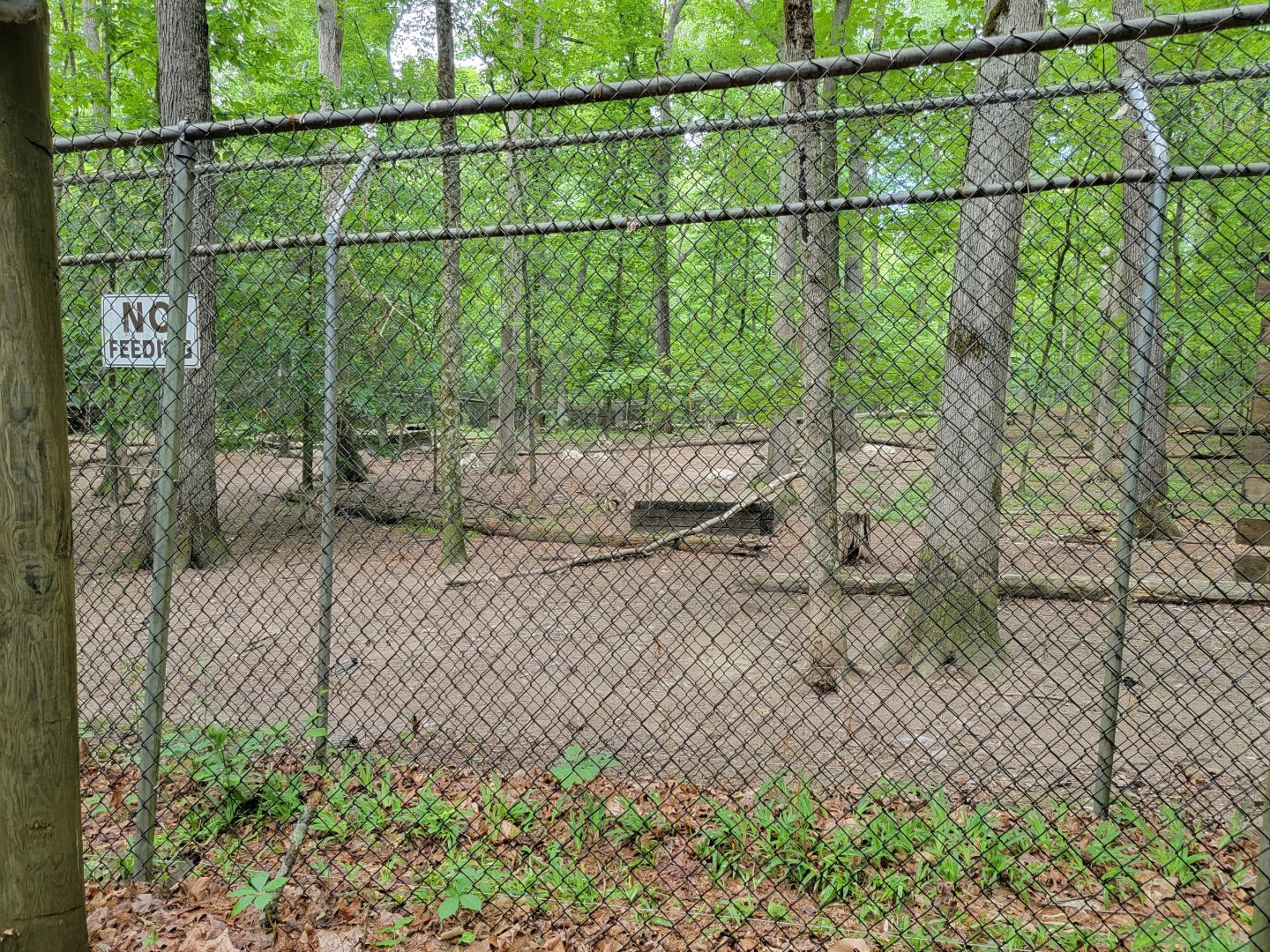 Bays Mountain - Gray wolves