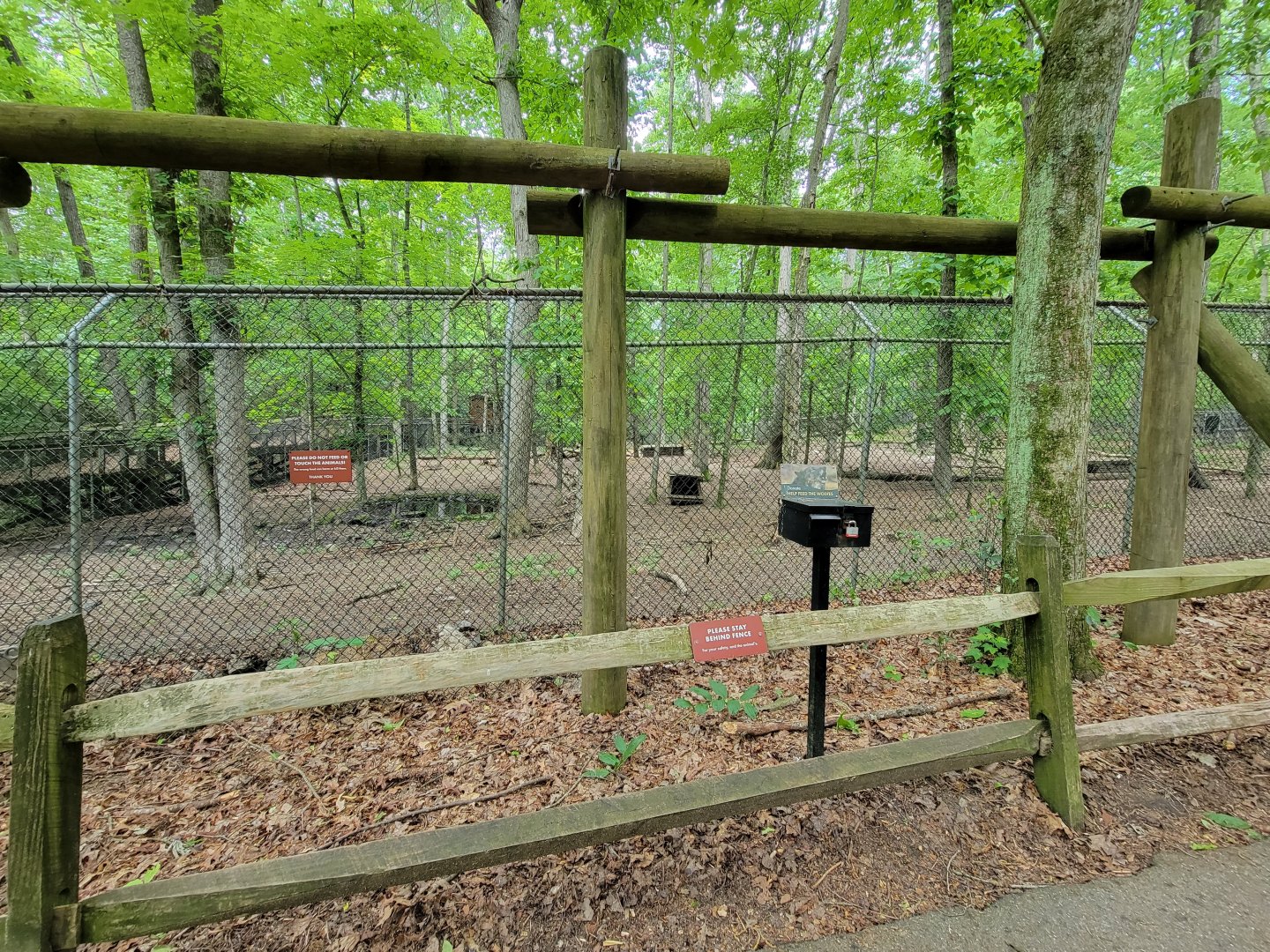 Bays Mountain - Gray wolves