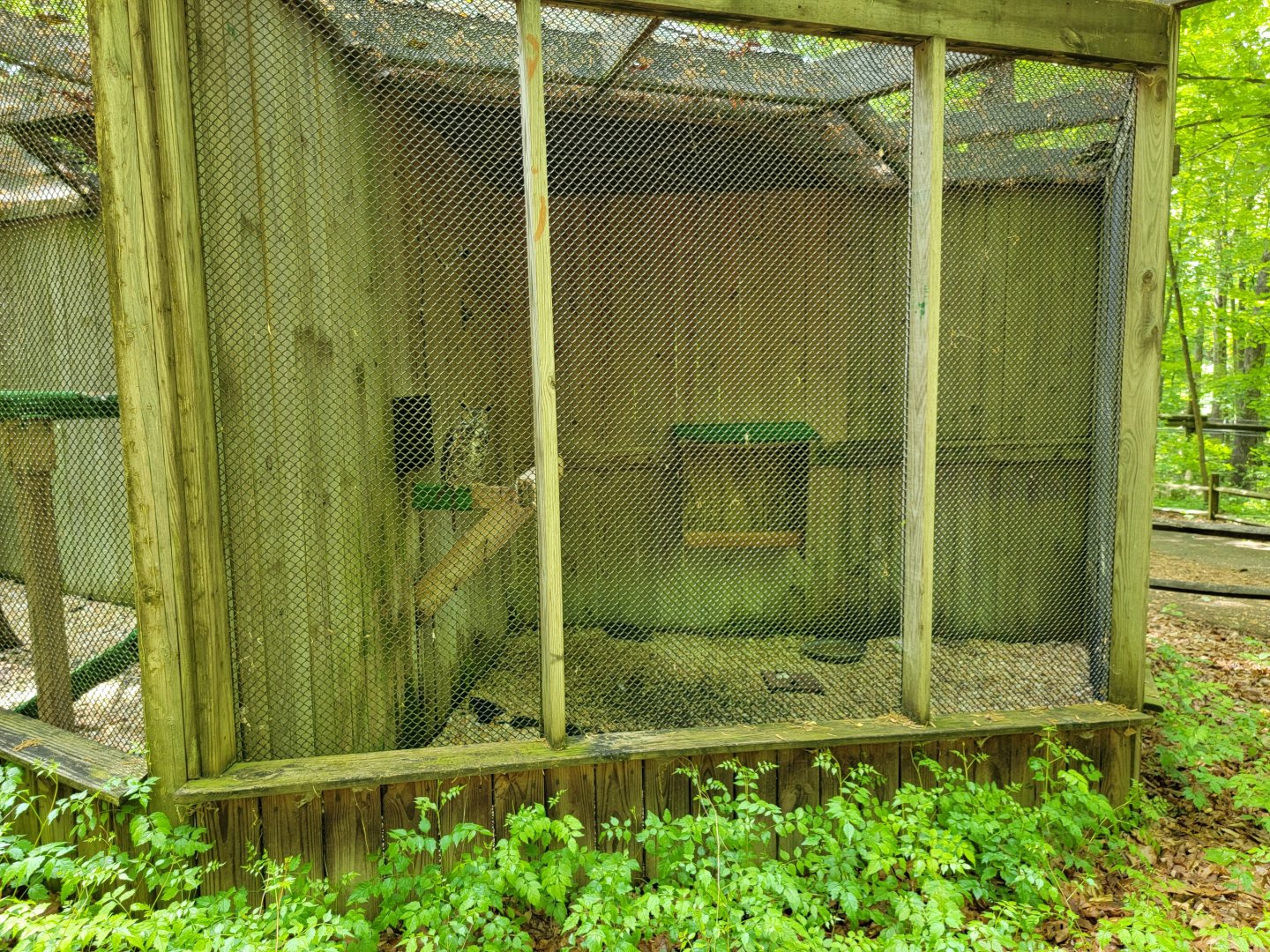 Bays Mountain - Great horned owl