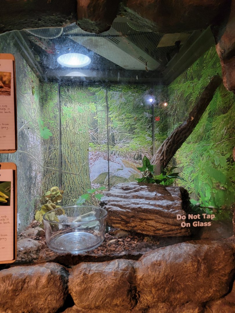 Bays Mountain - Green, gray treefrogs