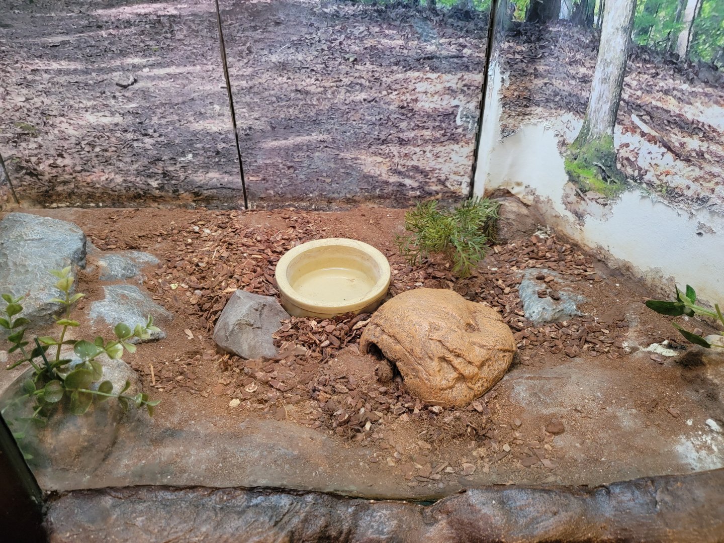Bays Mountain - Hognose snake