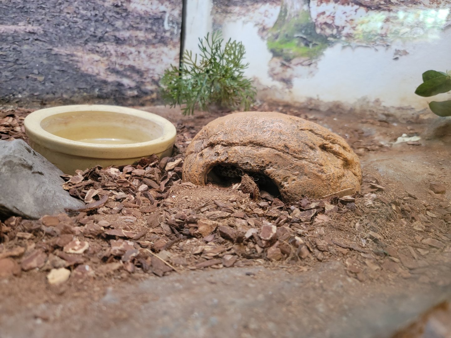 Bays Mountain - Hognose snake