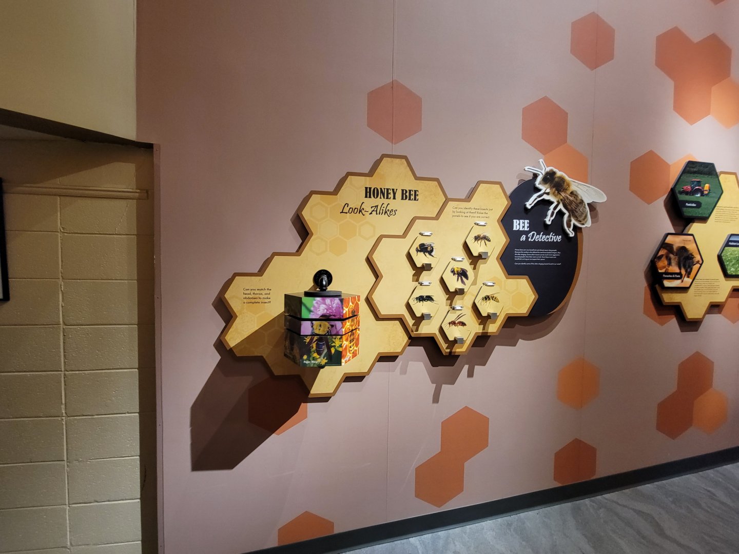 Bays Mountain - Honey bee hallway