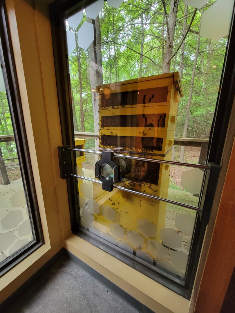 Bays Mountain - Honey bee hallway