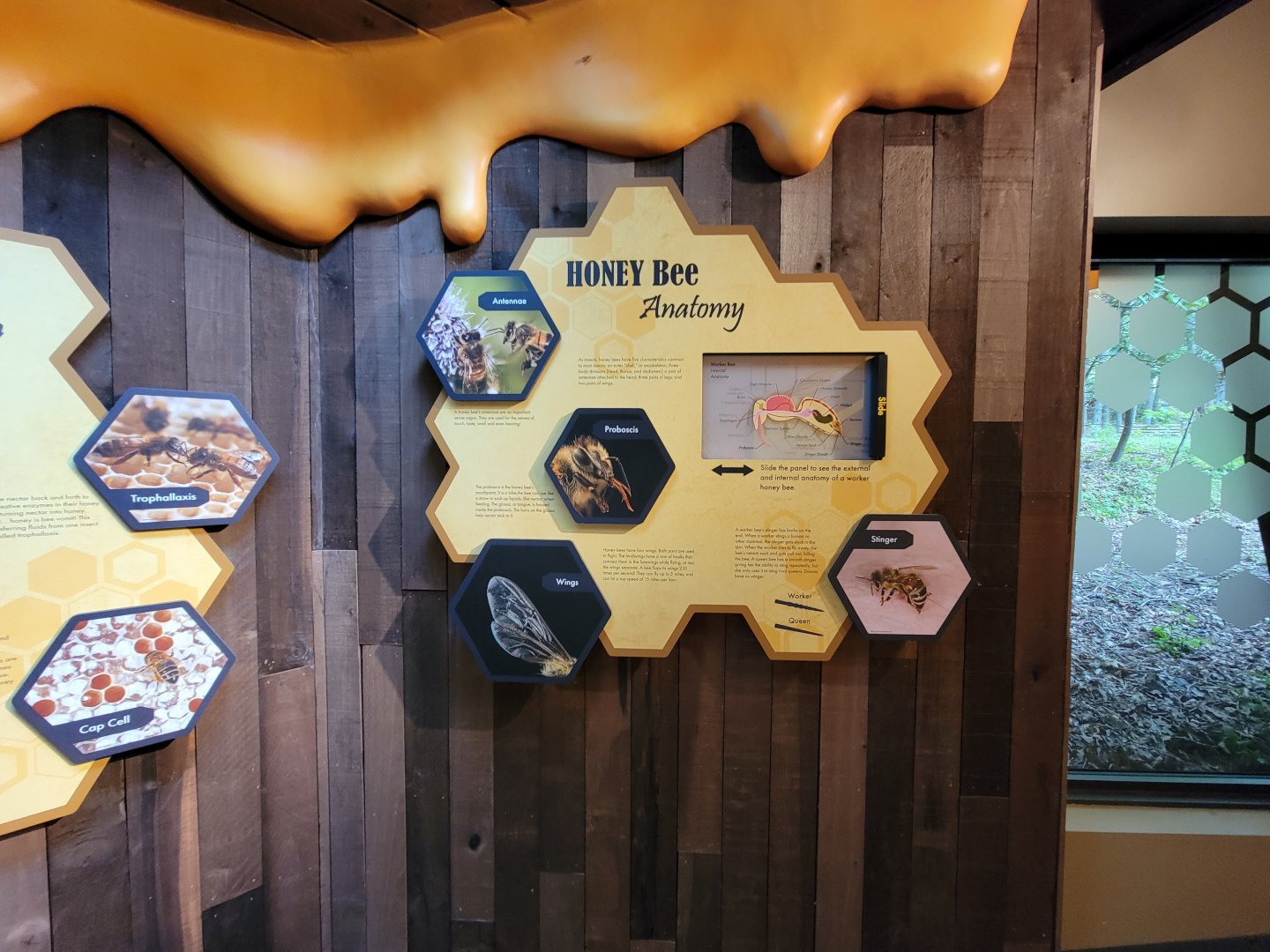 Bays Mountain - Honey bee hallway