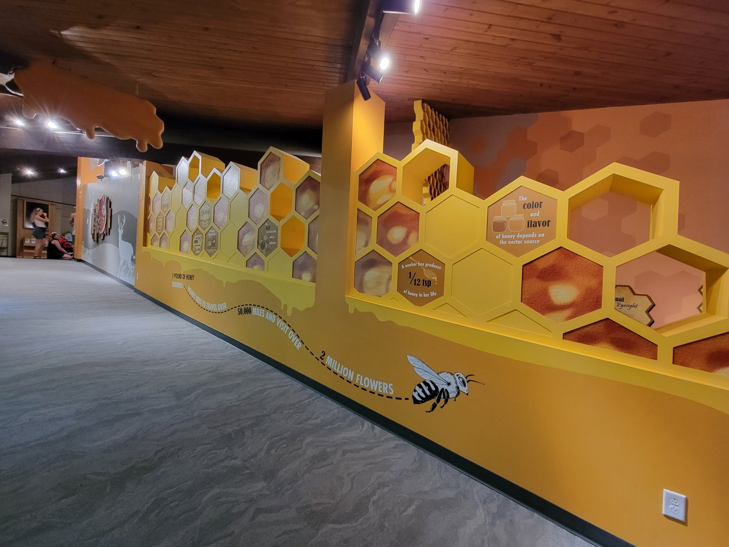 Bays Mountain - Honey bee hallway