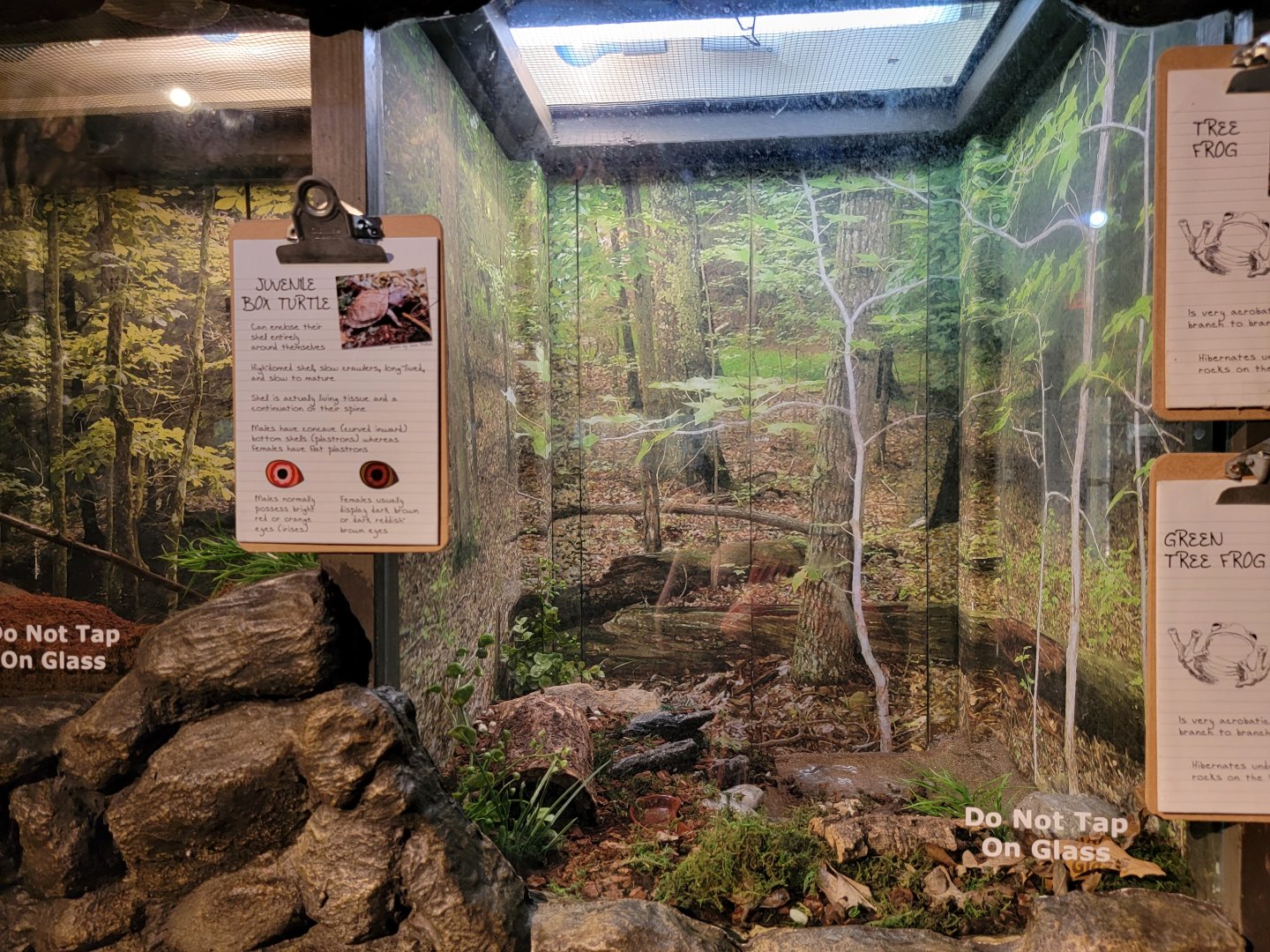 Bays Mountain - Juvenile box turtles