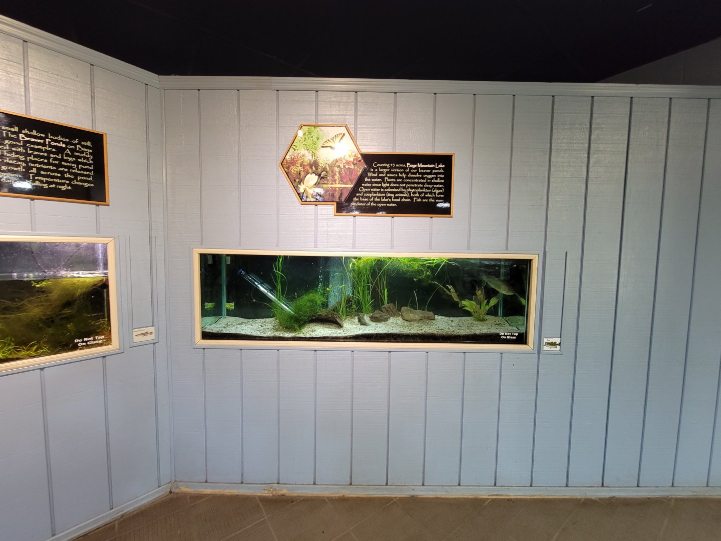 Bays Mountain - Largemouth bass