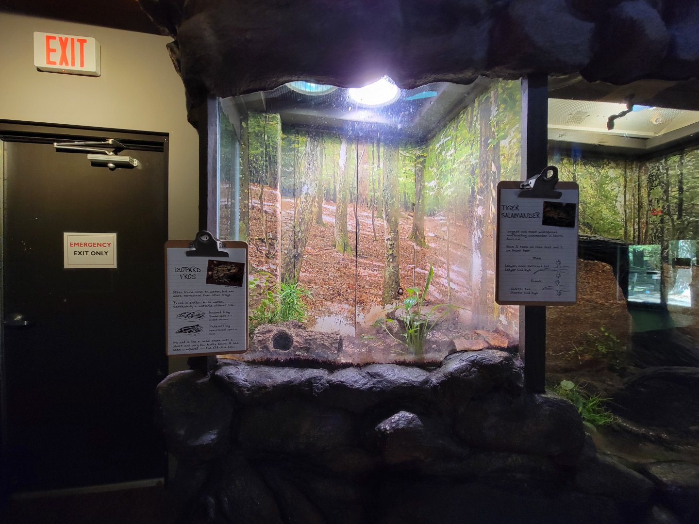 Bays Mountain - Leopard frog